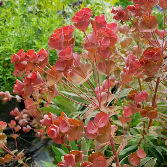 Euphorbia Galaxy glow 1 stāds